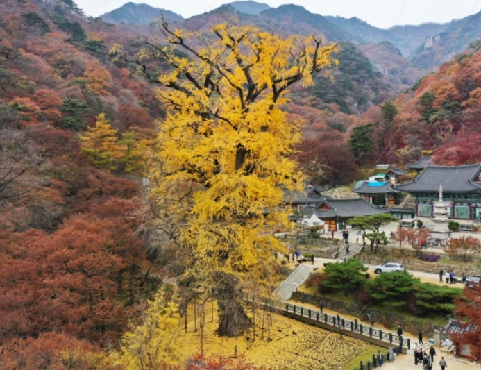 용문사 은행나무