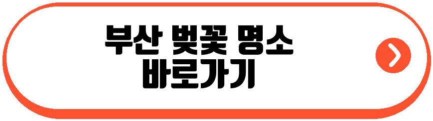 부산 벚꽃 명소