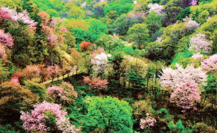 금산 보곡산골 산벚꽃 축제