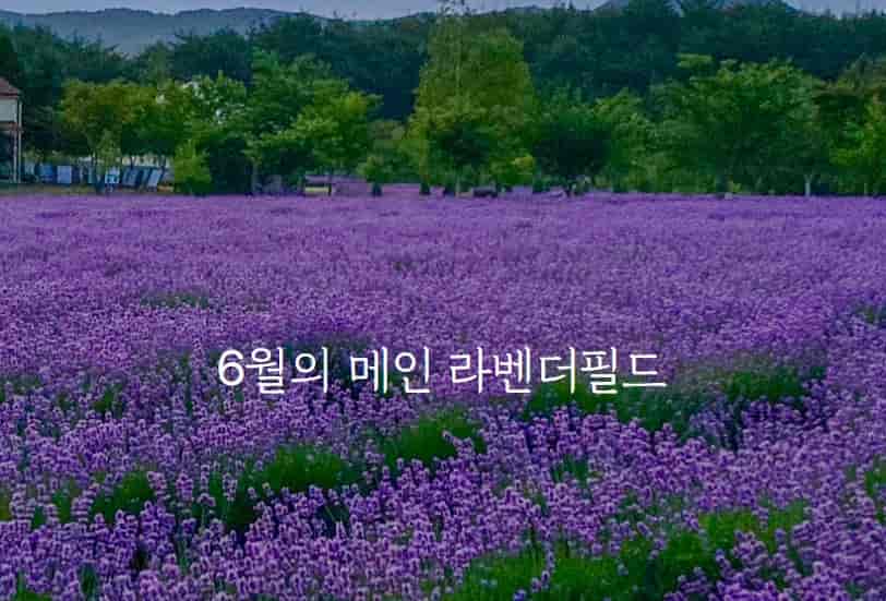 고성 하늬라벤더팜 애견동반