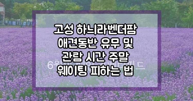 고성 하늬라벤더팜 애견동반