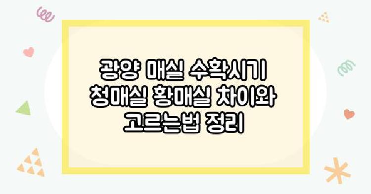 광양 매실 수확시기
