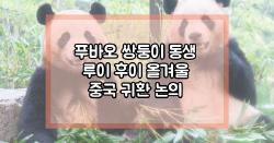 푸바오 쌍둥이 동생 루이 후이 올겨울 중국 귀환 논의