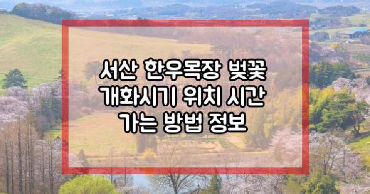 서산 한우목장 벚꽃