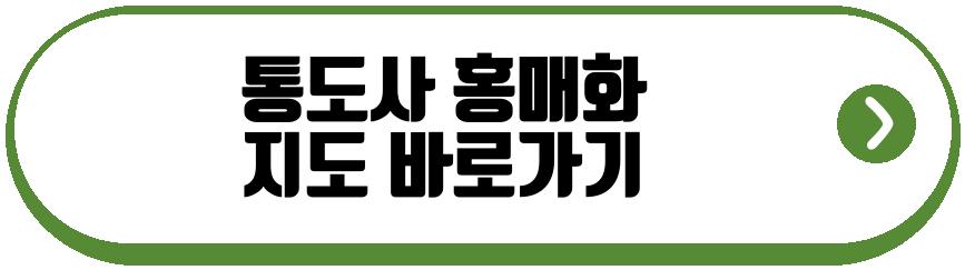 통도사 홍매화